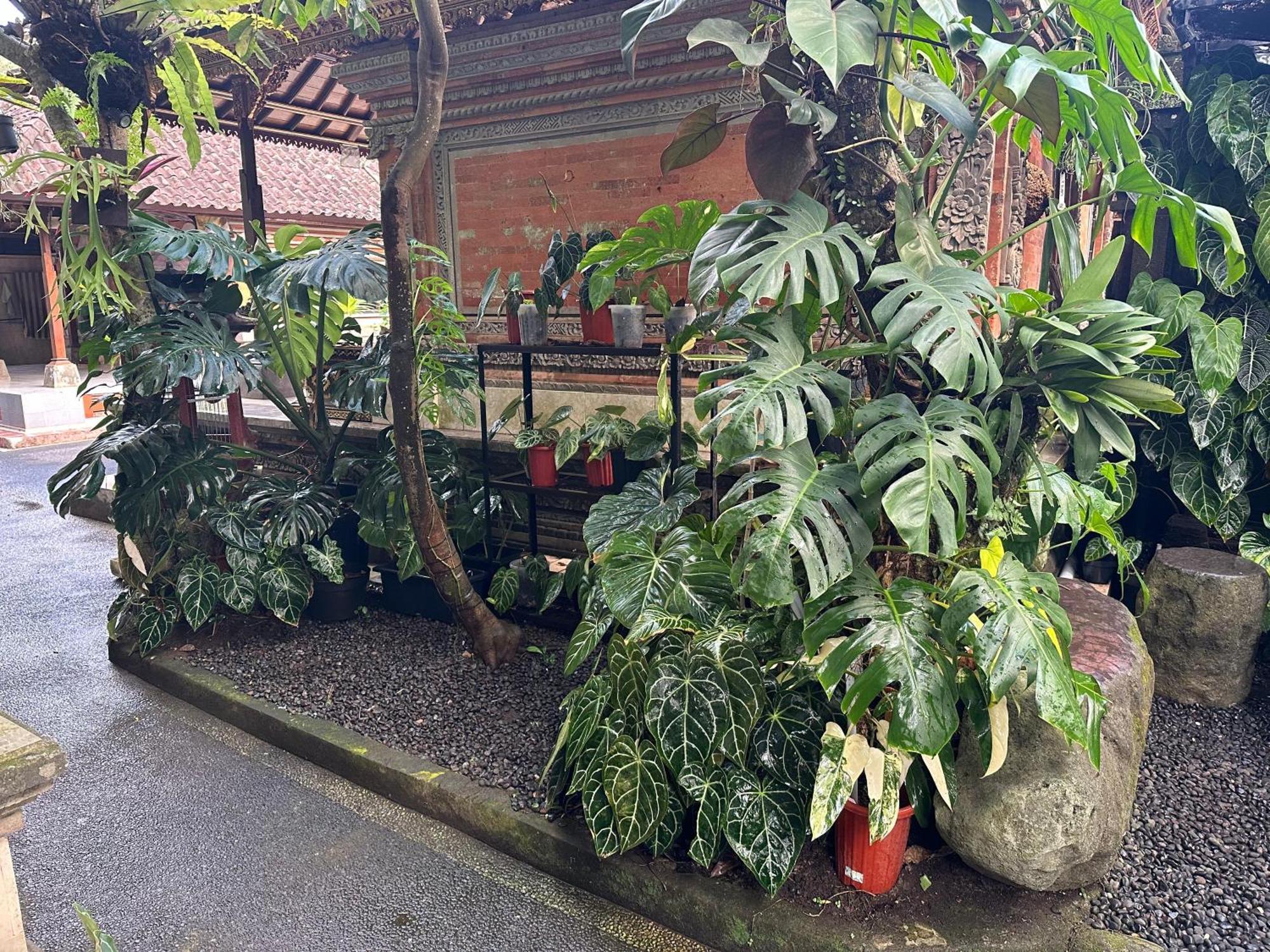 Naeera Guest House Ubud Kültér fotó