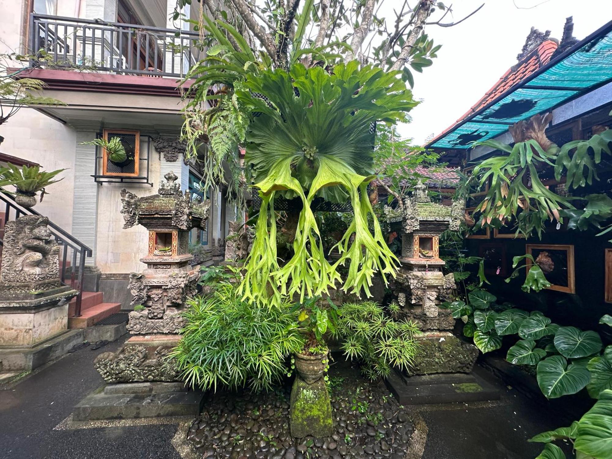 Naeera Guest House Ubud Kültér fotó
